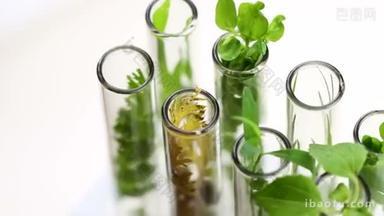 绿色新鲜植物在玻璃试管转动在白色背景。特写.